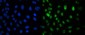 Anti-CRM1 XPO1 Antibody Picoband™ (monoclonal, 5G3)